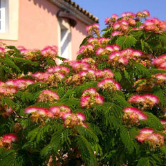 Arbore de mătase - Albizia julibrissin - Ghiveci - înălțime la livrare 90-100 cm