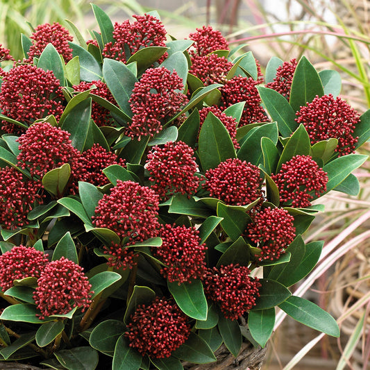 Arbust - Liliac Japonez - Skimmia Japonica Red - Ghiveci - Aqua Flowers