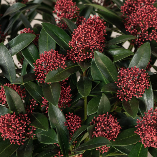 Arbust - Liliac Japonez - Skimmia Japonica Red - Ghiveci - Înălțime la livrare 30cm