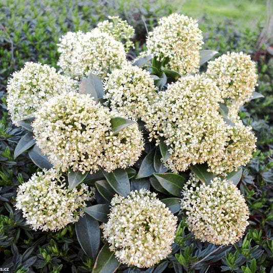 Arbust - Liliac Japonez - Skimmia Japonica White - Ghiveci - Aqua Flowers