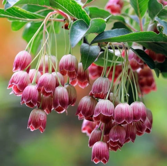 Arbust ornamental - Arbust cu clopotei - Enkianthus campanulatus - Aqua Flowers