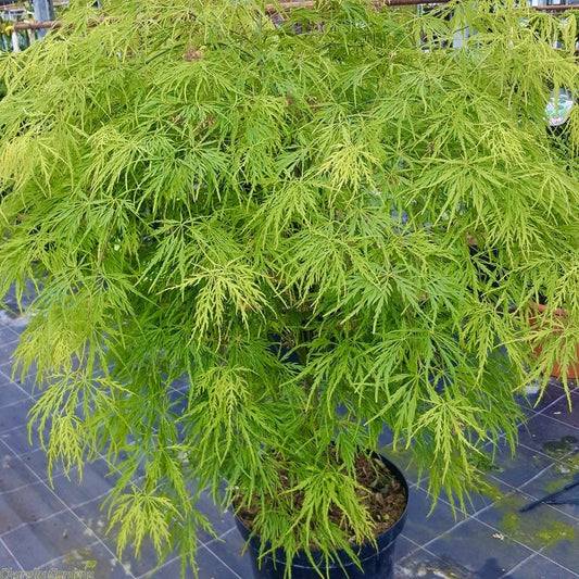 Arbust ornamental - Artar Japonez - Emerald Lace - Ghiveci 2L - Aqua Flowers