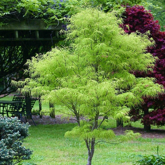 Arbust ornamental - Artar Japonez - Emerald Lace - Ghiveci 2L - Aqua Flowers