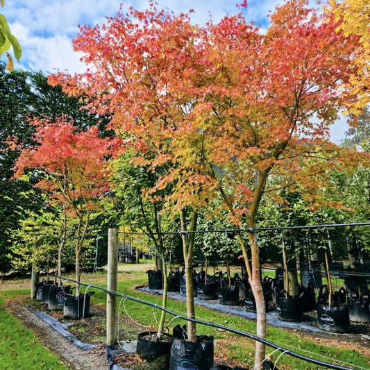 Arbust ornamental - Artar Japonez - Orange Sangokaku - Ghiveci 2L - Aqua Flowers