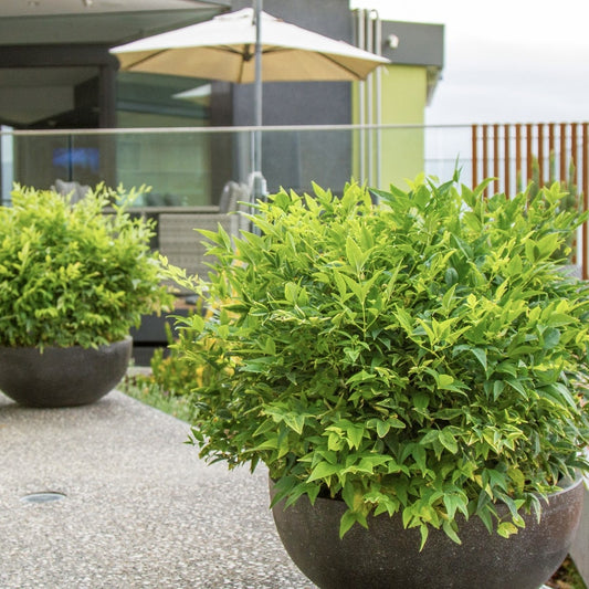 Arbust ornamental - Bambus Sfant Nandina Lemon Lime - ghiveci 2L - Aqua Flowers