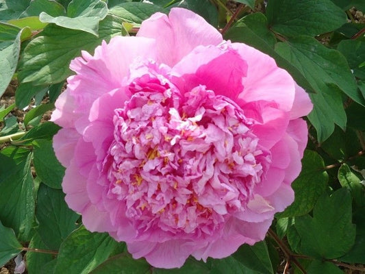 Arbust ornamental - Bujor arbustiv Cai Hui - ghiveci 3L - Aqua Flowers