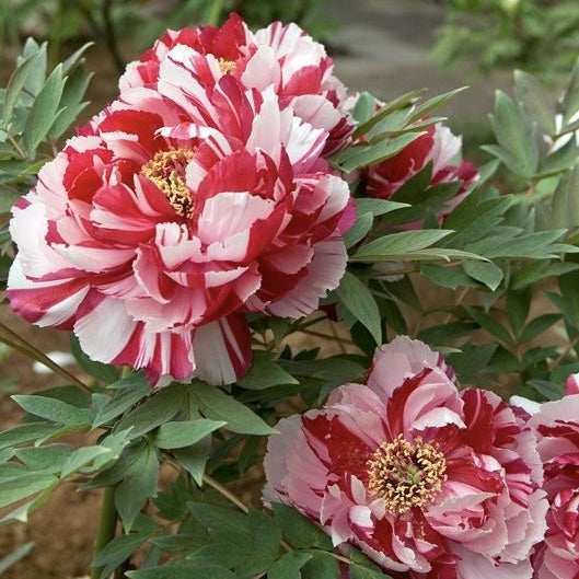 Arbust ornamental - Bujor arbustiv Dao Jin - ghiveci 3L - Aqua Flowers