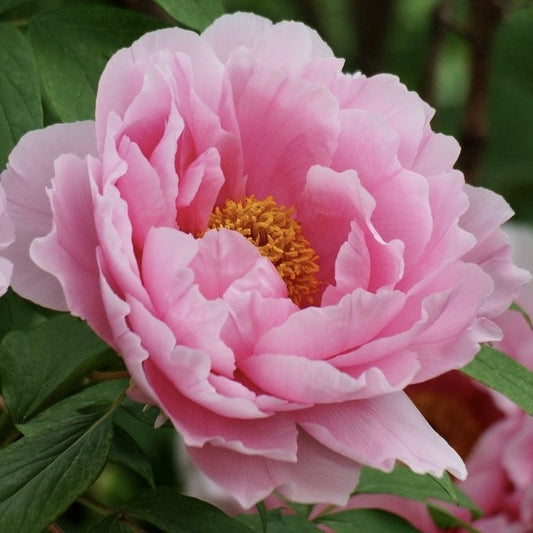 Arbust ornamental - Bujor arbustiv Hana Kisoi - ghiveci 3L - Aqua Flowers