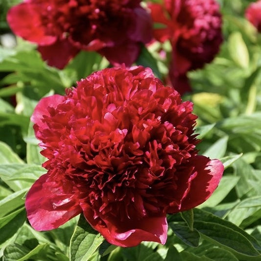 Arbust ornamental - Bujor Red Charm - ghiveci 3L - Aqua Flowers