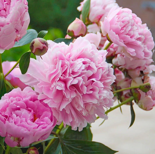 Arbust ornamental - Bujor Sarah Bernardth - ghiveci 3L - Aqua Flowers