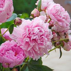 Bujor Arbustiv - Sarah Bernardth - ghiveci 3L