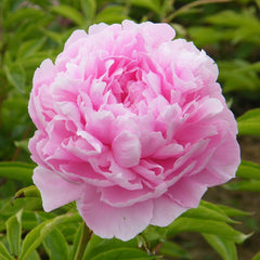 Bujor Arbustiv - Sarah Bernardth - ghiveci 3L