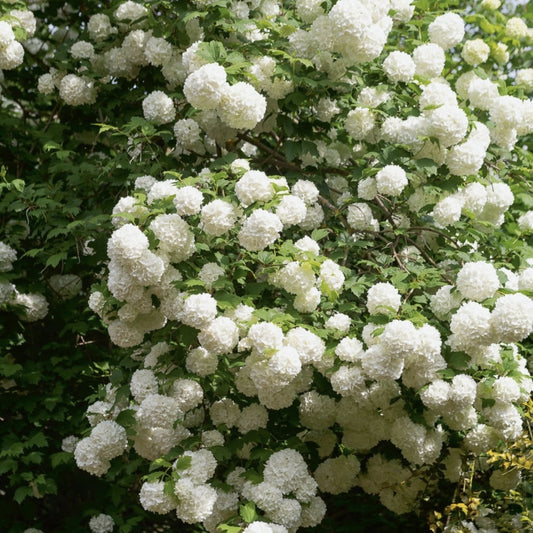 Arbust ornamental - Bulgare de Zapada - Viburnum Opulus Roseum - Ghiveci 10L - Aqua Flowers