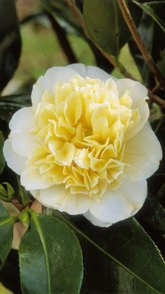 Arbust ornamental - Camelia Japonica Alb-Galben - Blue Angel- Ghiveci 2L - Aqua Flowers