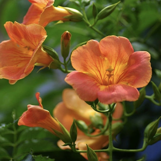 Arbust ornamental - Campsis Indian Summer Orange - Pipa - Luleaua Turcului - Ghiveci 2L - Aqua Flowers