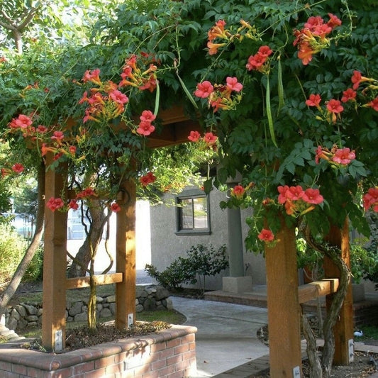 Arbust ornamental - Campsis Radicals Stromboli - Pipa - Luleaua Turcului - Ghiveci 2L - Aqua Flowers