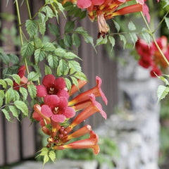 Arbust ornamental - Campsis Radicals Stromboli - Pipa - Luleaua Turcului - Ghiveci 2L - Aqua Flowers