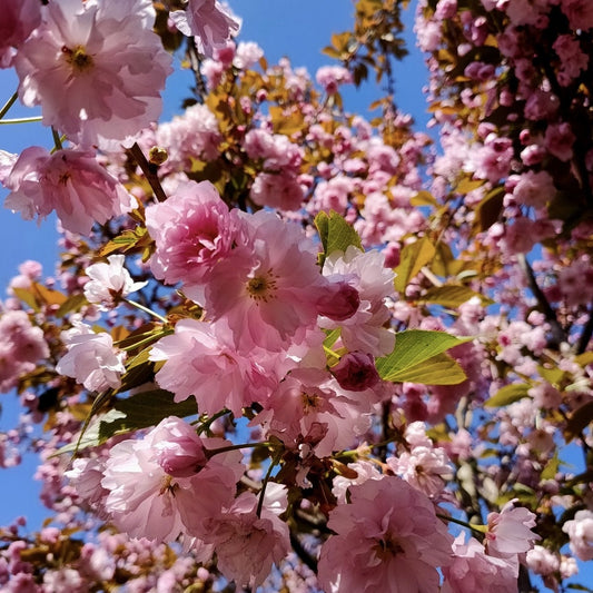 Arbust ornamental - Cires Japonez Kazan - Aqua Flowers