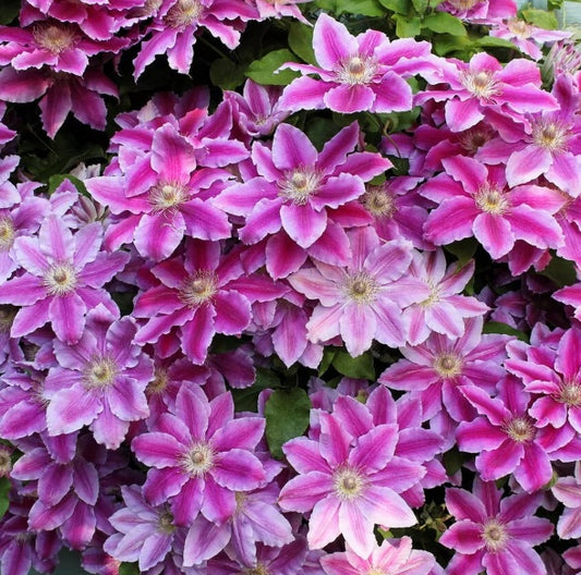 Arbust ornamental - Clematis - Dr. Ruppel - Ghiveci 2L - Aqua Flowers