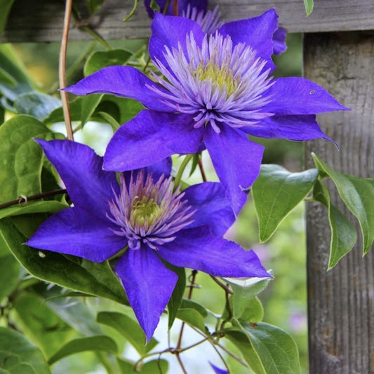 Arbust ornamental - Clematis - Multi Blue - Ghiveci 2L - Aqua Flowers