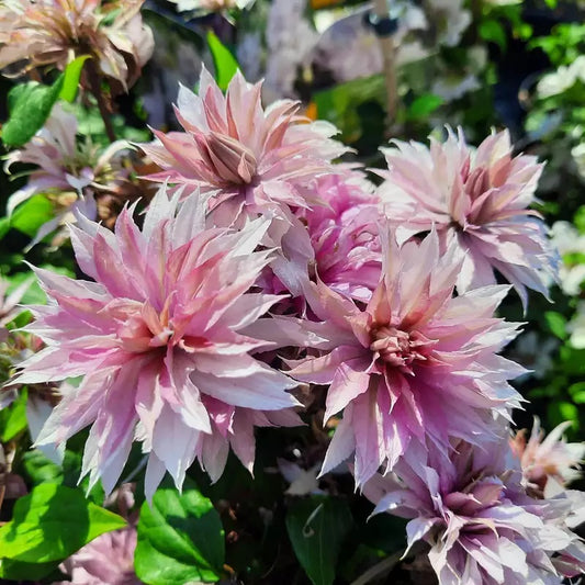 Arbust ornamental - Clematis - Multi Pink - Ghiveci 2L - Aqua Flowers