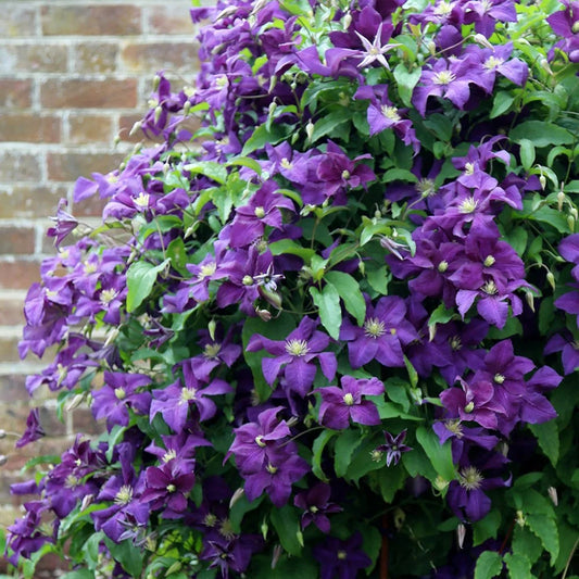 Arbust ornamental - Clematis - Polish Spirit - ghiveci P9 - Aqua Flowers