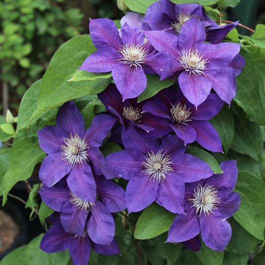 Arbust ornamental - Clematis - President - Ghiveci 2L - Aqua Flowers