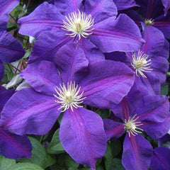 Clematis - President - Ghiveci - înălțime la livrare-50-70 cm