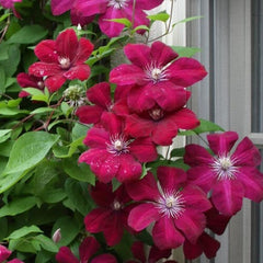 Clematis - Rouge Cardinal - ghiveci - înălțime la livrare-50-70 cm