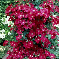 Clematis - Rouge Cardinal - ghiveci - înălțime la livrare-50-70 cm
