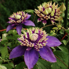 Clematis - Taiga - Ghiveci - înălțime la livrare-50-70 cm