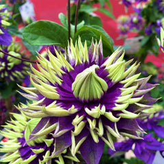Clematis - Taiga - Ghiveci - înălțime la livrare-50-70 cm