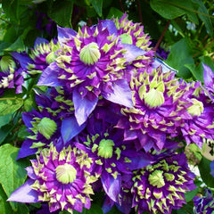 Clematis - Taiga - Ghiveci - înălțime la livrare-50-70 cm