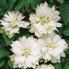 Clematis - Yukosi - Ghiveci - înălțime la livrare-50-70 cm