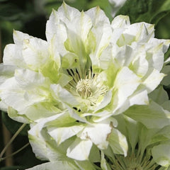 Clematis - Yukosi - Ghiveci - înălțime la livrare-50-70 cm