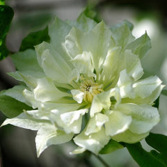 Clematis - Yukosi - Ghiveci - înălțime la livrare-50-70 cm
