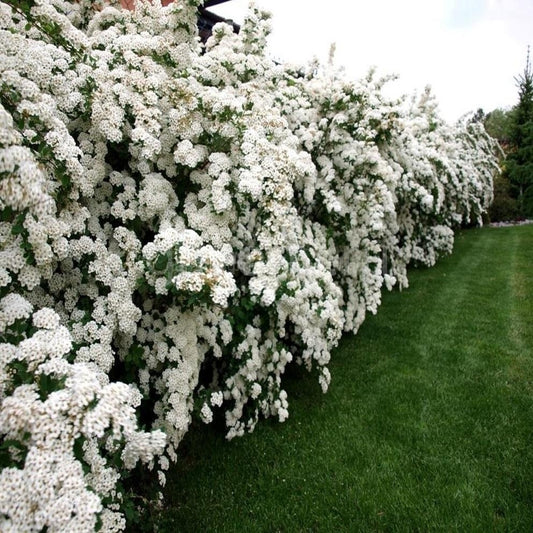 Arbust ornamental - Cununita Alba - Spirea June Bride - ghiveci - Aqua Flowers
