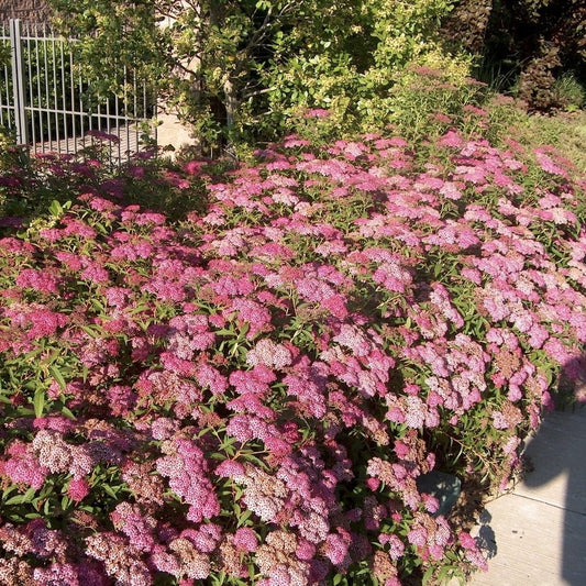 Arbust ornamental - Cununita - Spiraea japonica Dart’s Red - Ghiveci - Aqua Flowers