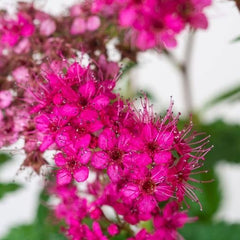 Arbust ornamental - Cununita - Spiraea japonica Dart’s Red - Ghiveci - Aqua Flowers