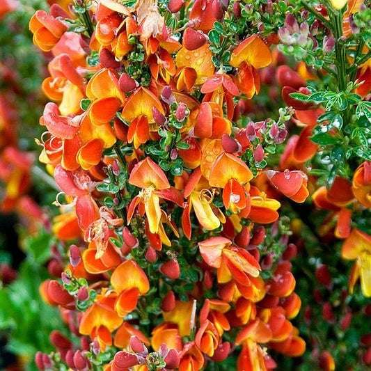 Arbust ornamental - Cytisus - Lena - ghiveci 1.5L - Aqua Flowers