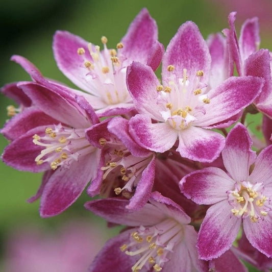Arbust ornamental - Deutzia - Strawberry field - ghiveci - Aqua Flowers