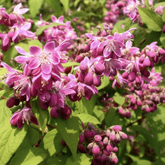 Arbust ornamental - Deutzia - Strawberry field - ghiveci
