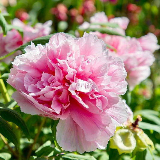 Arbust ornamental -Gui Huan Fen (Sugar Cone) - Aqua Flowers