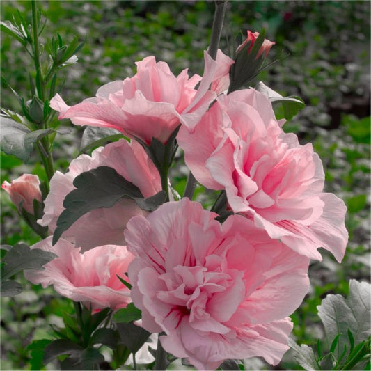 Arbust ornamental - Hibiscus Syriacus - Adonis - Aqua Flowers
