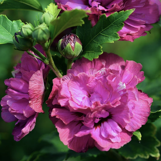 Arbust ornamental - Hibiscus Syriacus - Duc de Brabant - Aqua Flowers