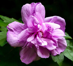 Hibiscus Syriacus - Duc de Brabant - Ghiveci 3L