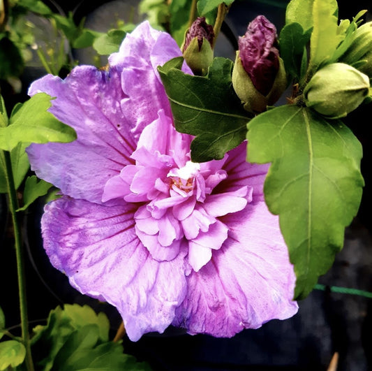 Arbust ornamental - Hibiscus Syriacus - Lavender Chiffon - Aqua Flowers
