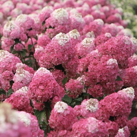 Arbust ornamental - Hortensia - Fraise Melba - ghiveci P14 - Marime la livrare 30-50 cm - Aqua Flowers