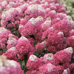 Hortensia Paniculata - Fraise Melba - Ghiveci