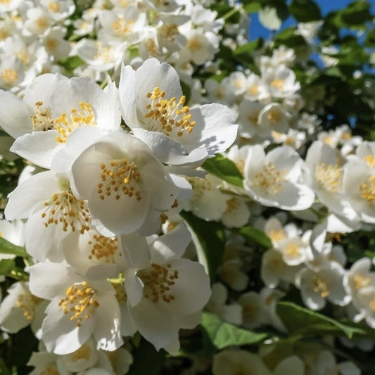 Arbust ornamental - Iasomie de gradina - Philadelphus Lemoniei - ghiveci- Aqua Flowers